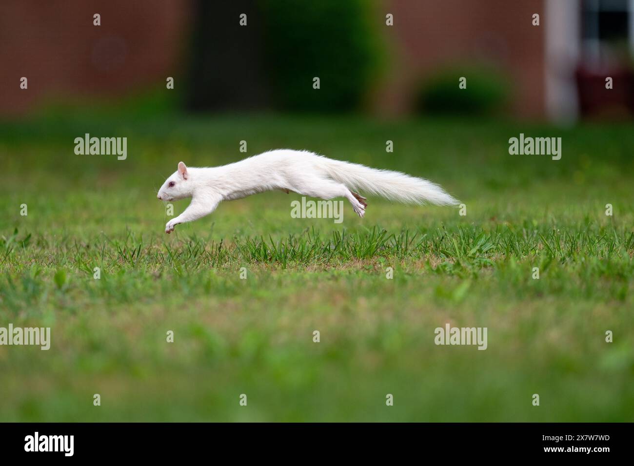 Un écureuil gris albinos de l'est dans l'herbe verte dans le parc de la ville à Olney, Illinois. La ville est connue pour sa population d'écureuils blancs. Banque D'Images