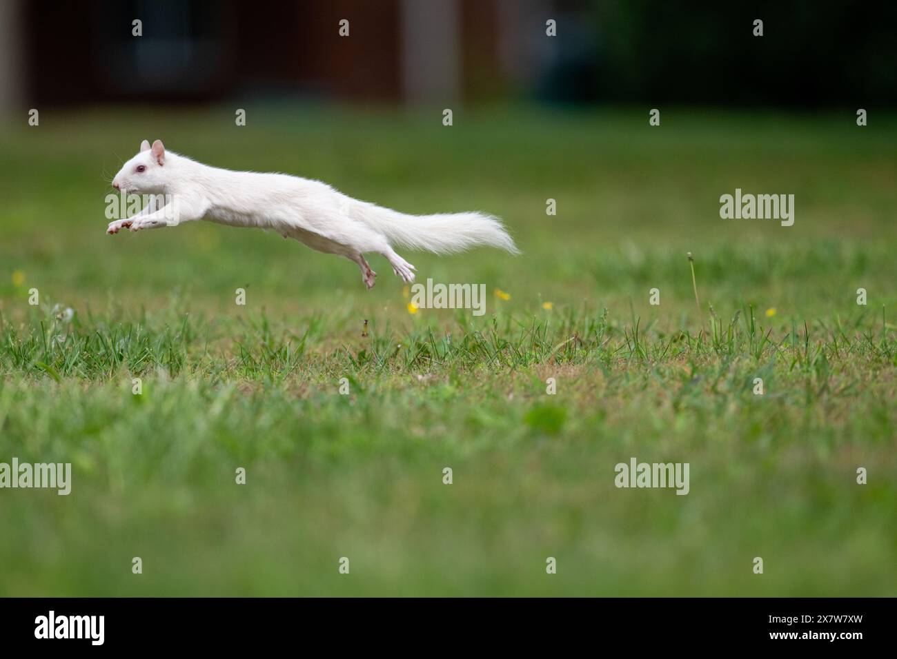 Un écureuil gris albinos de l'est dans l'herbe verte dans le parc de la ville à Olney, Illinois. La ville est connue pour sa population d'écureuils blancs. Banque D'Images