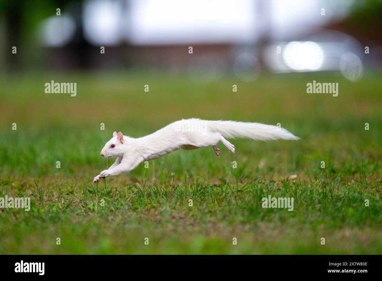 Un écureuil gris albinos de l'est dans l'herbe verte dans le parc de la ville à Olney, Illinois. La ville est connue pour sa population d'écureuils blancs. Banque D'Images