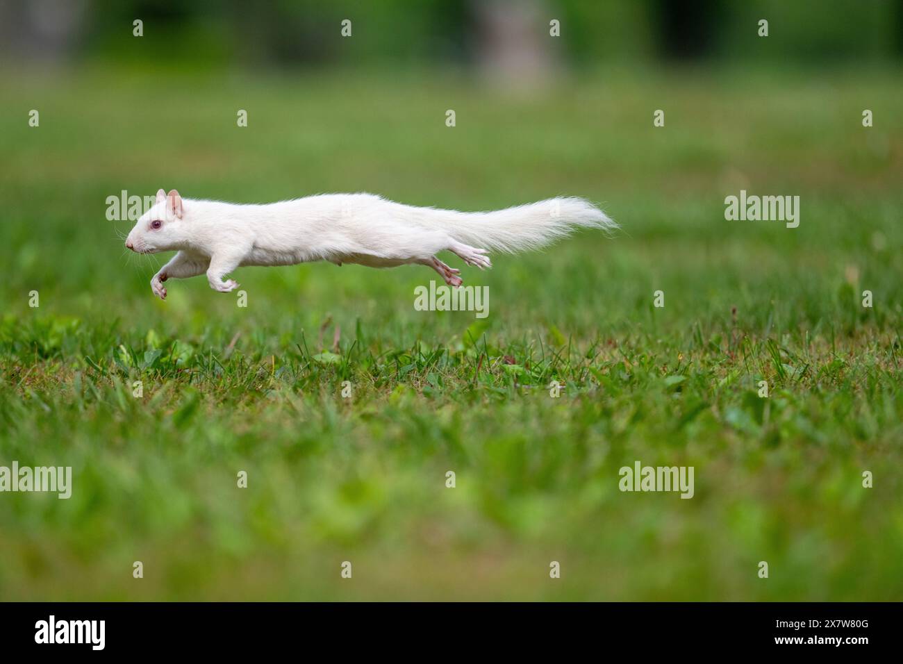 Un écureuil gris albinos de l'est dans l'herbe verte dans le parc de la ville à Olney, Illinois. La ville est connue pour sa population d'écureuils blancs. Banque D'Images