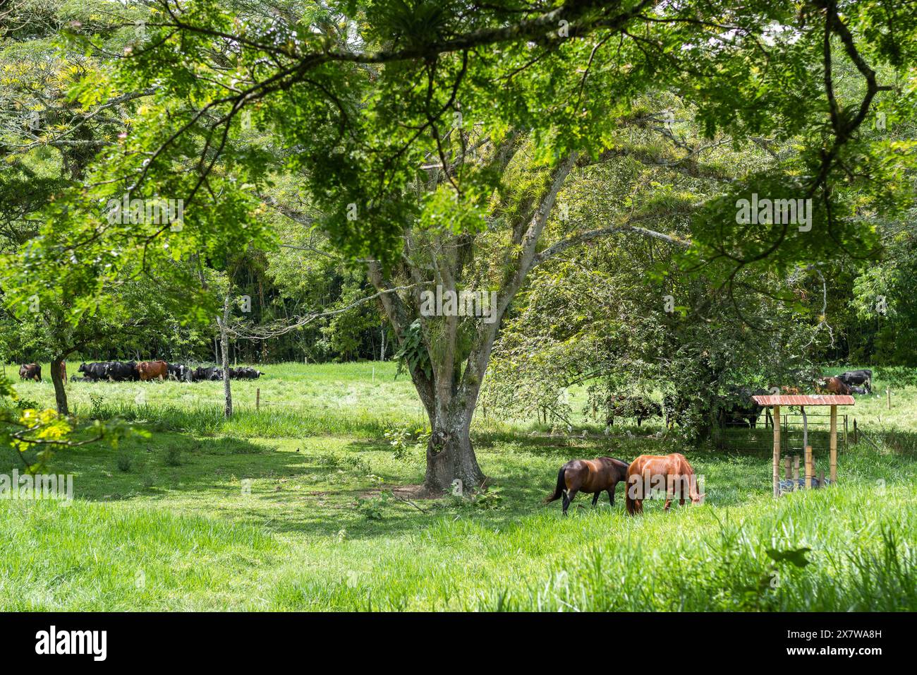 Paddock d'un ranch de bétail avec chevaux et vaches gyr situé dans la Valle del Cauca colombienne. Banque D'Images