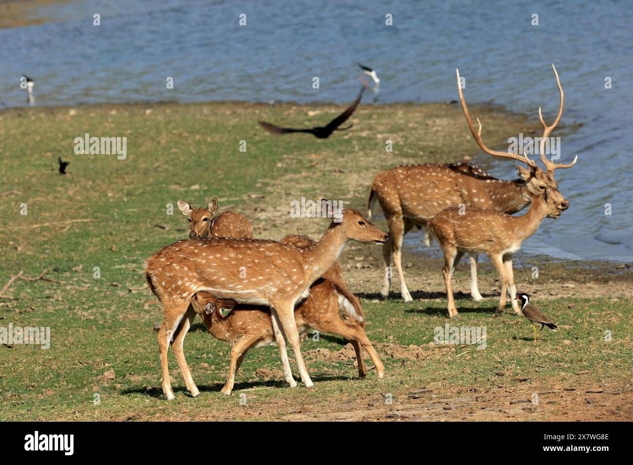 La faune étonnante du parc national de Ranthambore Banque D'Images