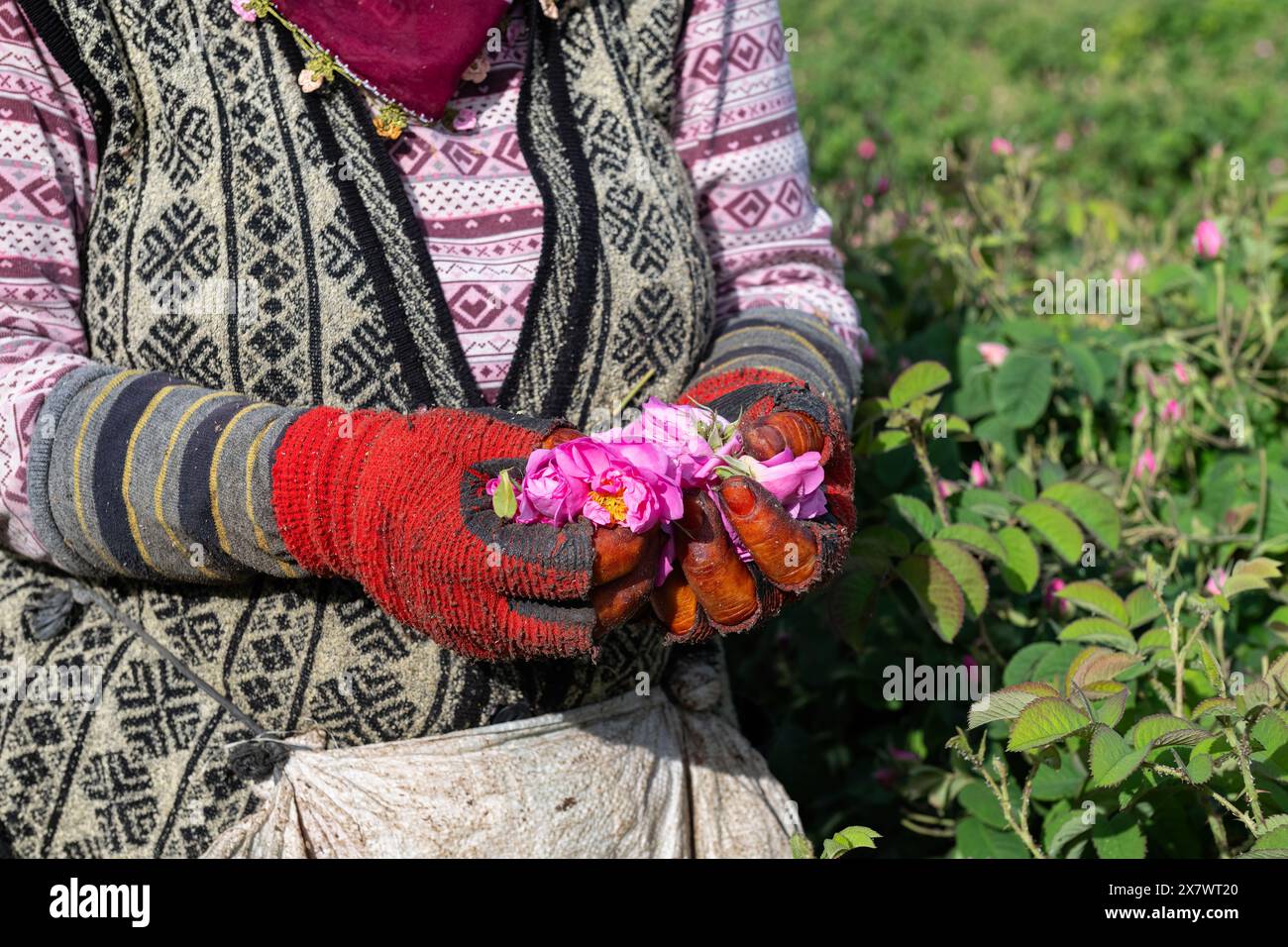 Une ouvrière cueillant des roses dans un champ de roses et des roses dans sa main. Mains usées, femme laborieuse. Banque D'Images