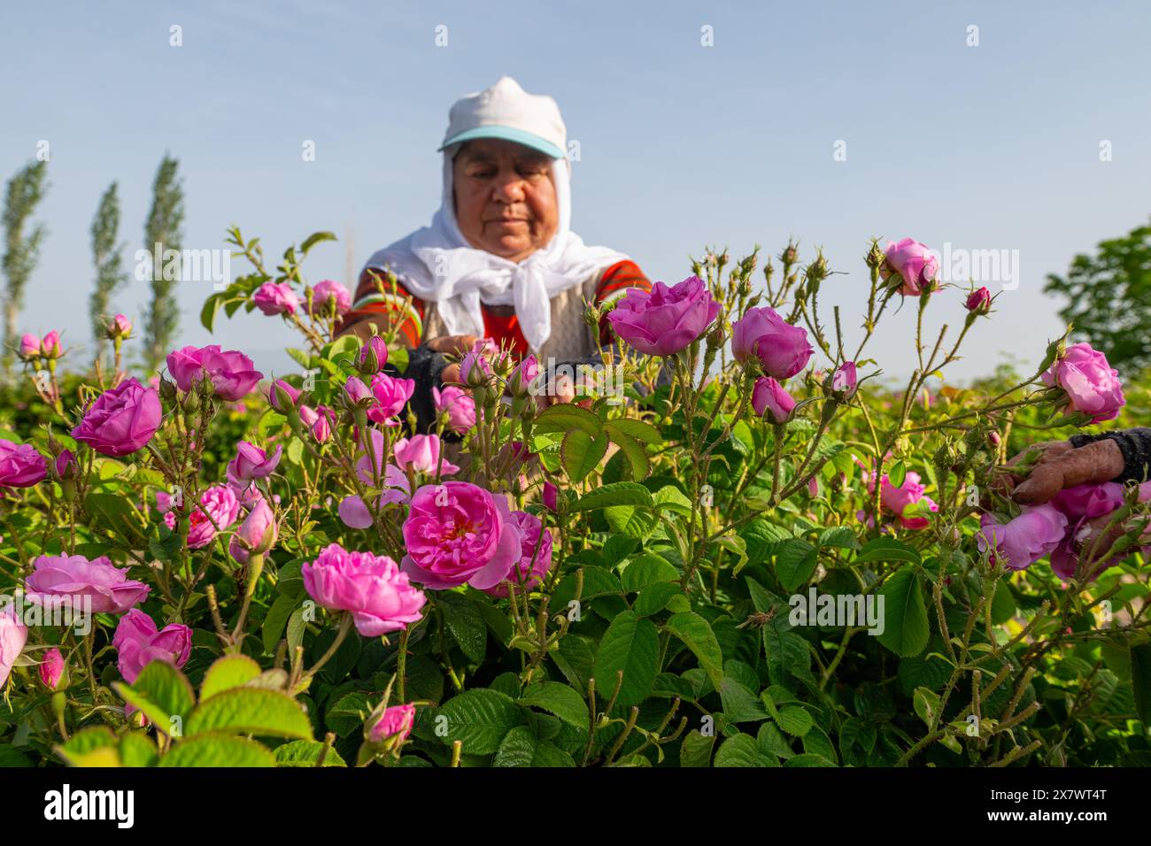 Roses dans les champs de roses d'Isparta, l'une des villes célèbres de Turquie. Ouvrier femme cueillant des roses en arrière-plan. Banque D'Images