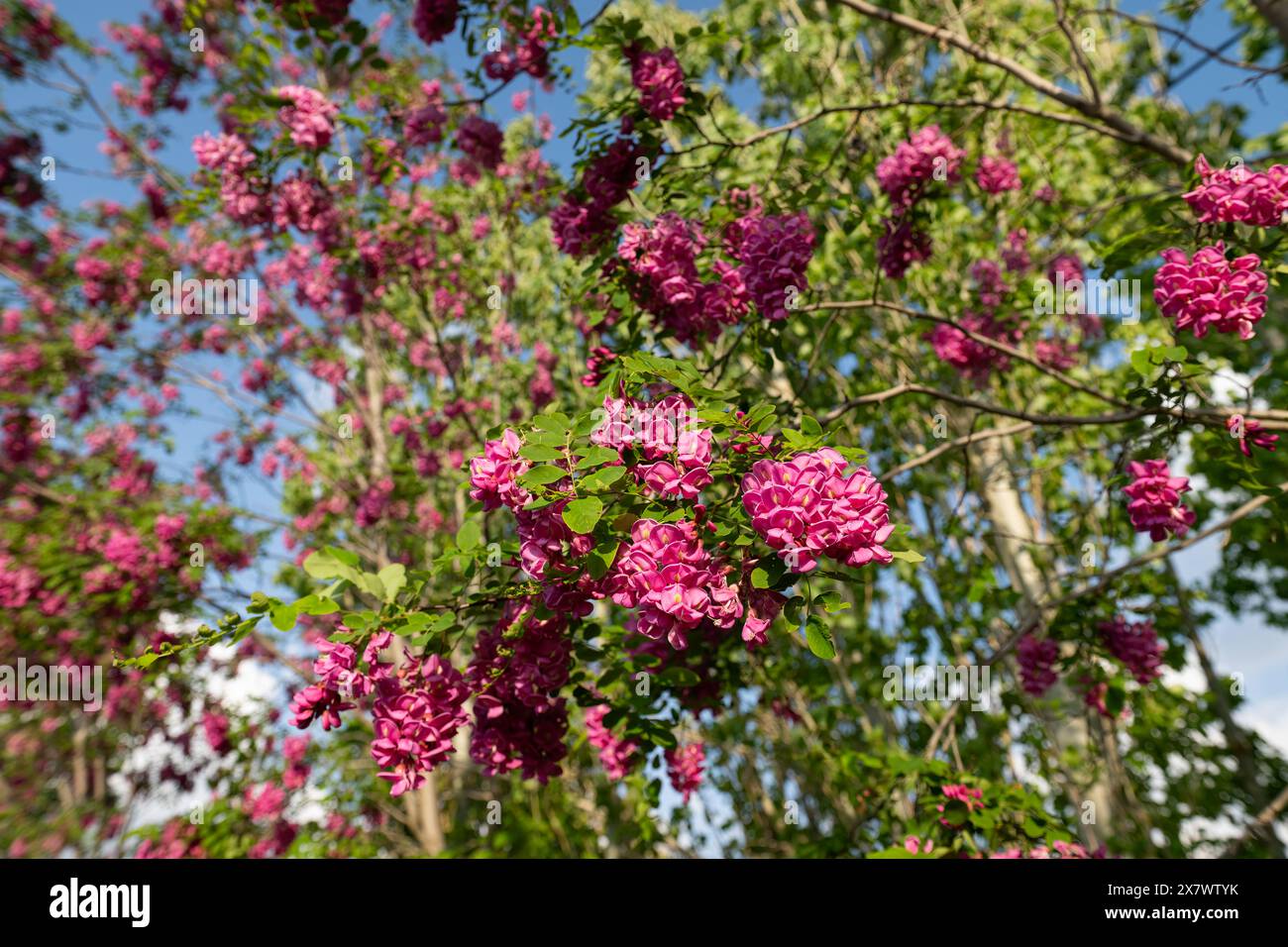 Belle Rose Acacia, Robinia pseudoacacia, floraison dans le jardin de printemps. Robinia Viscosa gros plan. Fond saisonnier de printemps avec vert frais. Banque D'Images