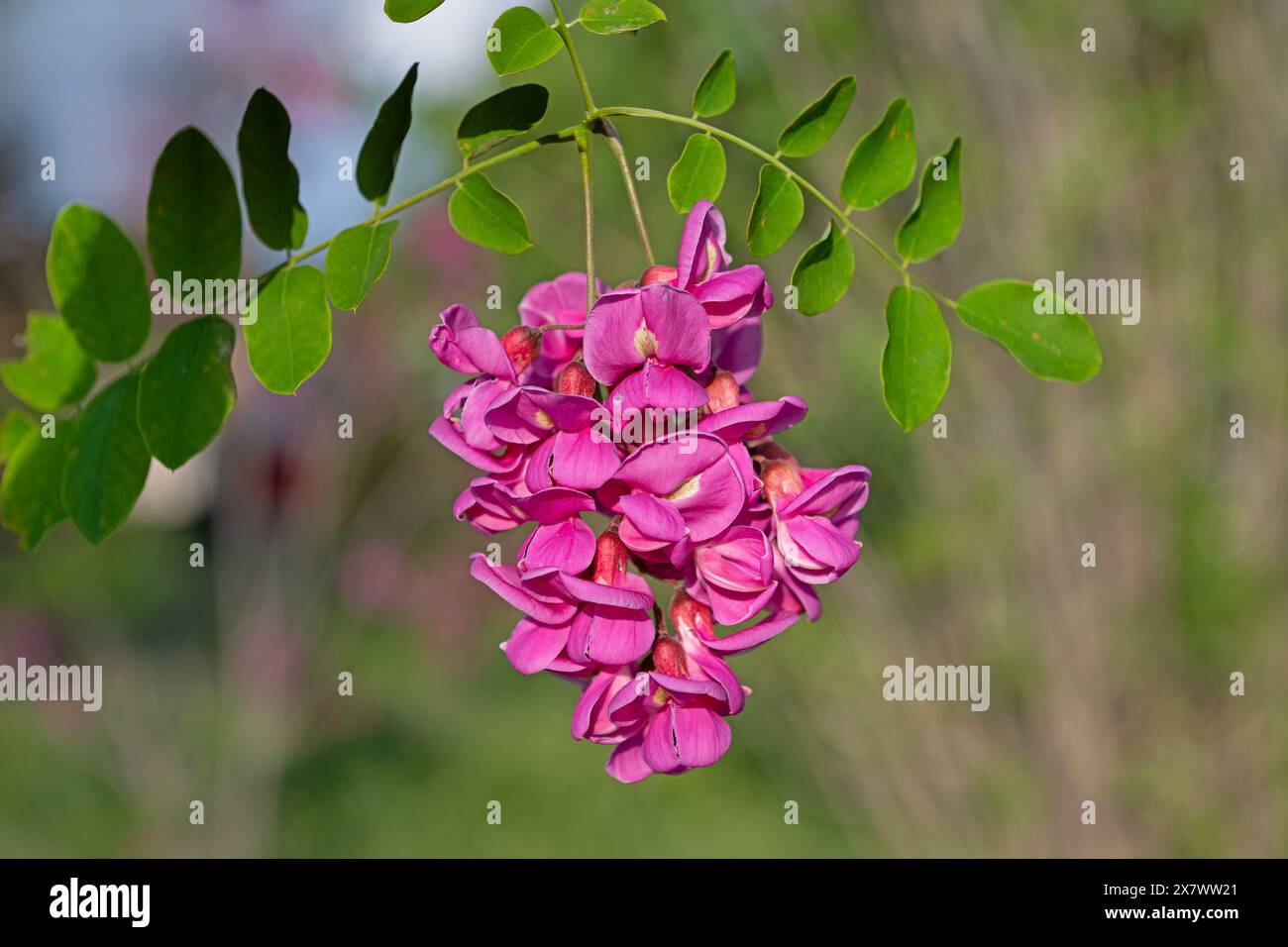 Belle Rose Acacia, Robinia pseudoacacia, floraison dans le jardin de printemps. Robinia Viscosa gros plan. Fond saisonnier de printemps avec vert frais. Banque D'Images