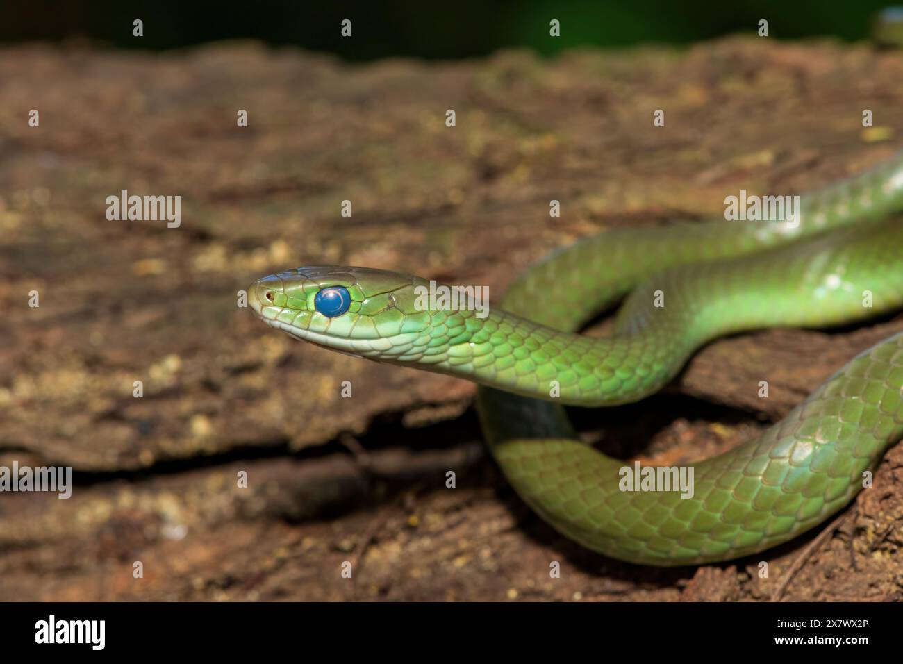Un beau serpent d'eau vert (Philothamnus hoplogaster) sur un arbre tombé dans la nature Banque D'Images