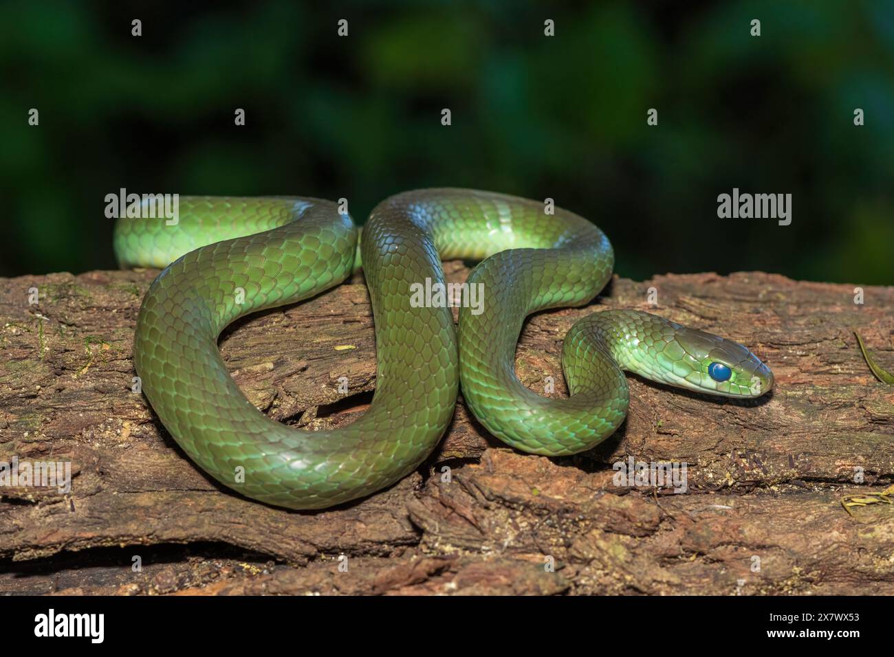 Un beau serpent d'eau vert (Philothamnus hoplogaster) sur un arbre tombé dans la nature Banque D'Images