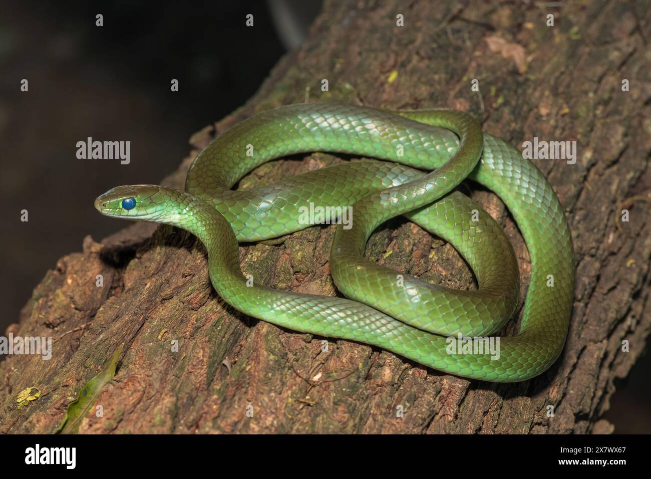 Un beau serpent d'eau vert (Philothamnus hoplogaster) sur un arbre tombé dans la nature Banque D'Images