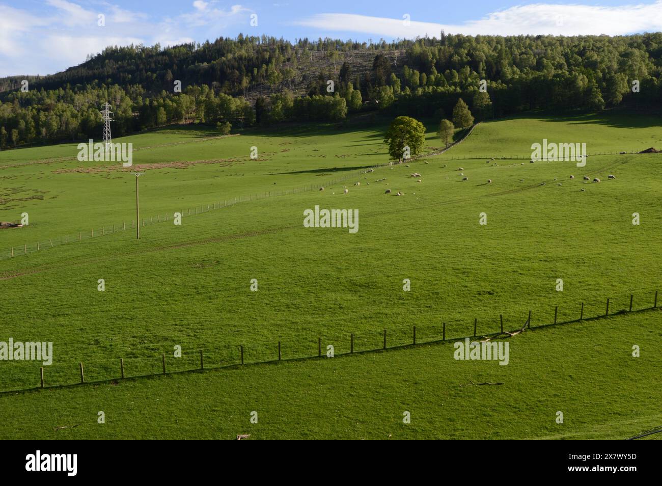 Pâturages vallonnés à Dunfallandy, Pitlochry, Perthshire, Écosse Banque D'Images