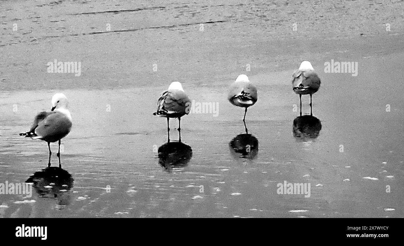 Trois goélands à bec rouge se tiennent sur du sable humide face à la mer ; un goéland face à nous se préparant lui-même. Leurs ombres sont des taches noires sur sable gris Banque D'Images