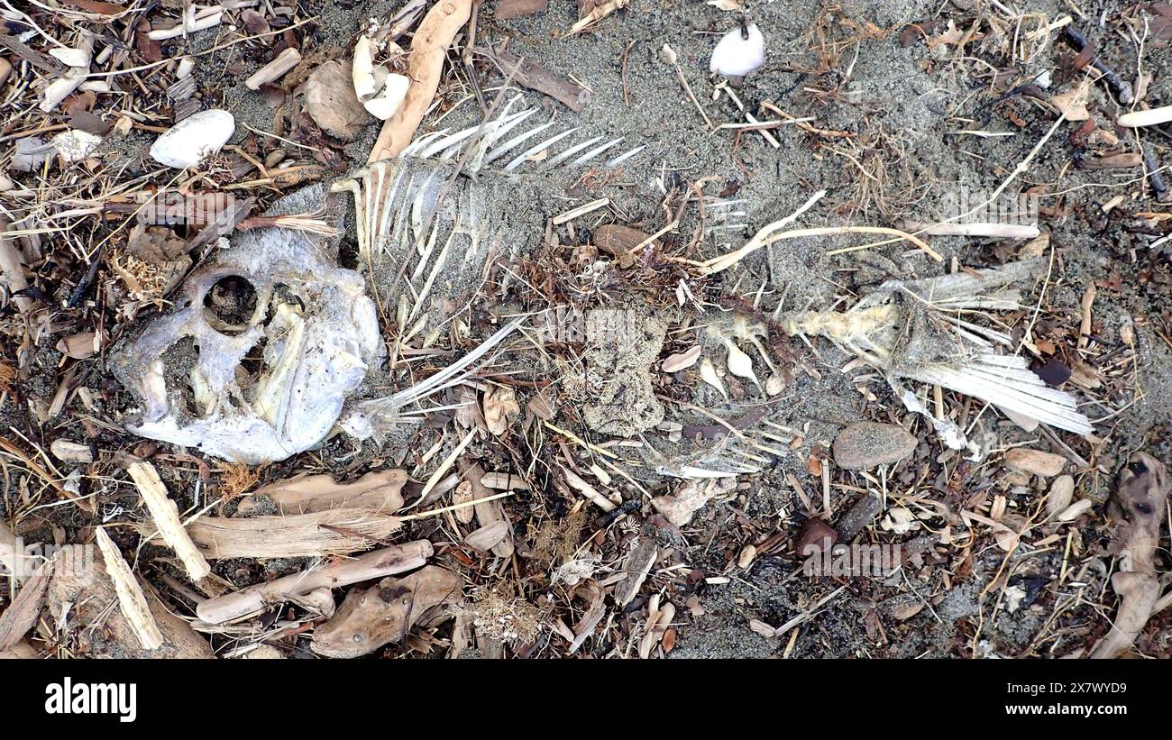 Échoués sur la plage, un squelette de poisson complet repose intact sur du sable et un petit bois flotté. Banque D'Images