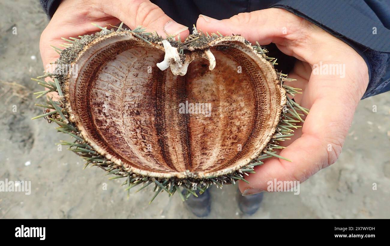 La demi-coquille épineuse d'un oursin néo-zélandais, kina (Evechinus chloroticus), tenue dans deux mains qui imitent la forme de la coquille. Banque D'Images