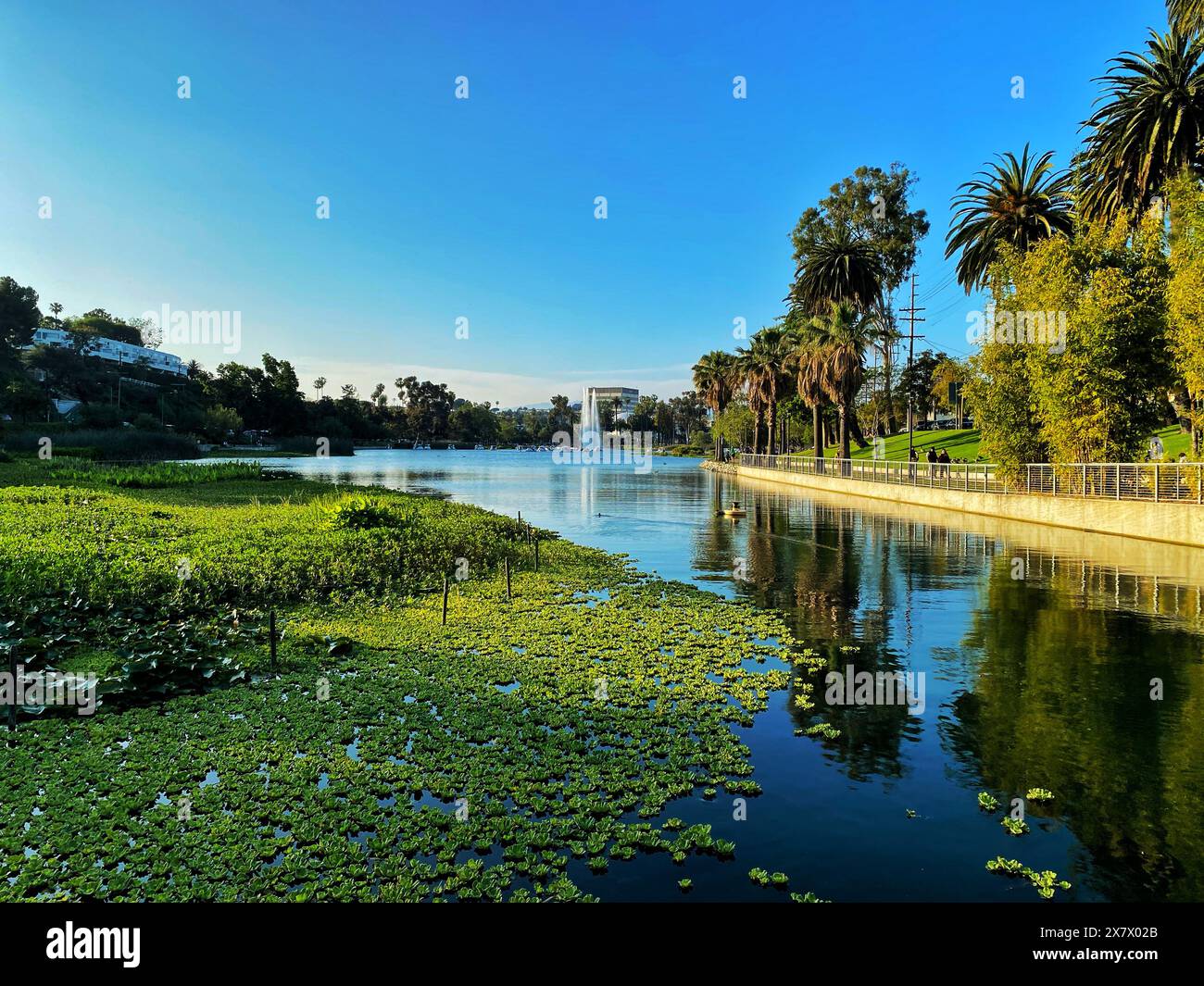 ECHO Park Lake, un parc public dans le quartier Echo Park de Los Angeles, Californie, États-Unis. Le lac sert de bassin de détention pour L.A. Banque D'Images