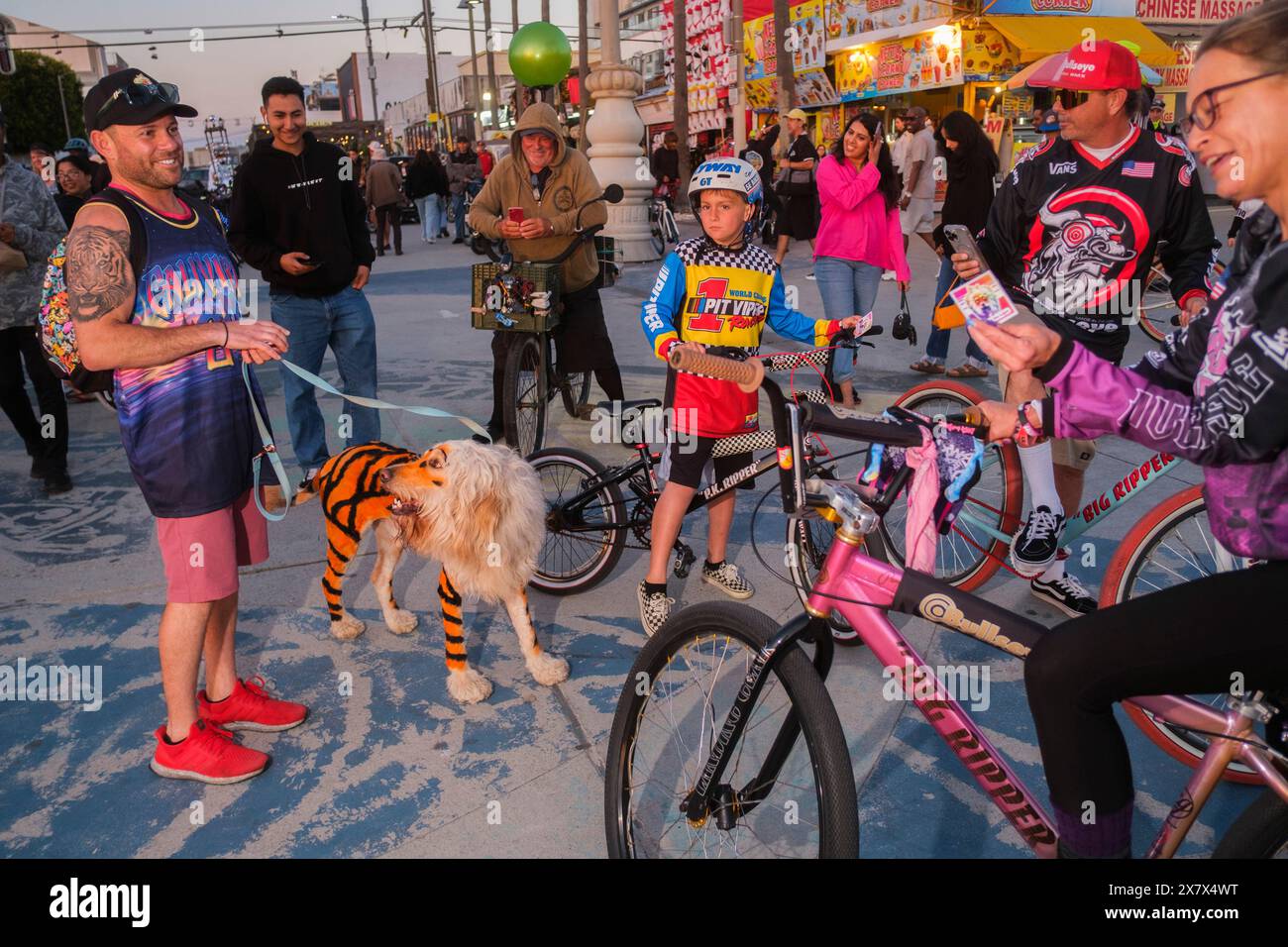 'Henry le Liger' - moitié lion, moitié tigre - à Venice Beach ( un chien, vraiment) Banque D'Images
