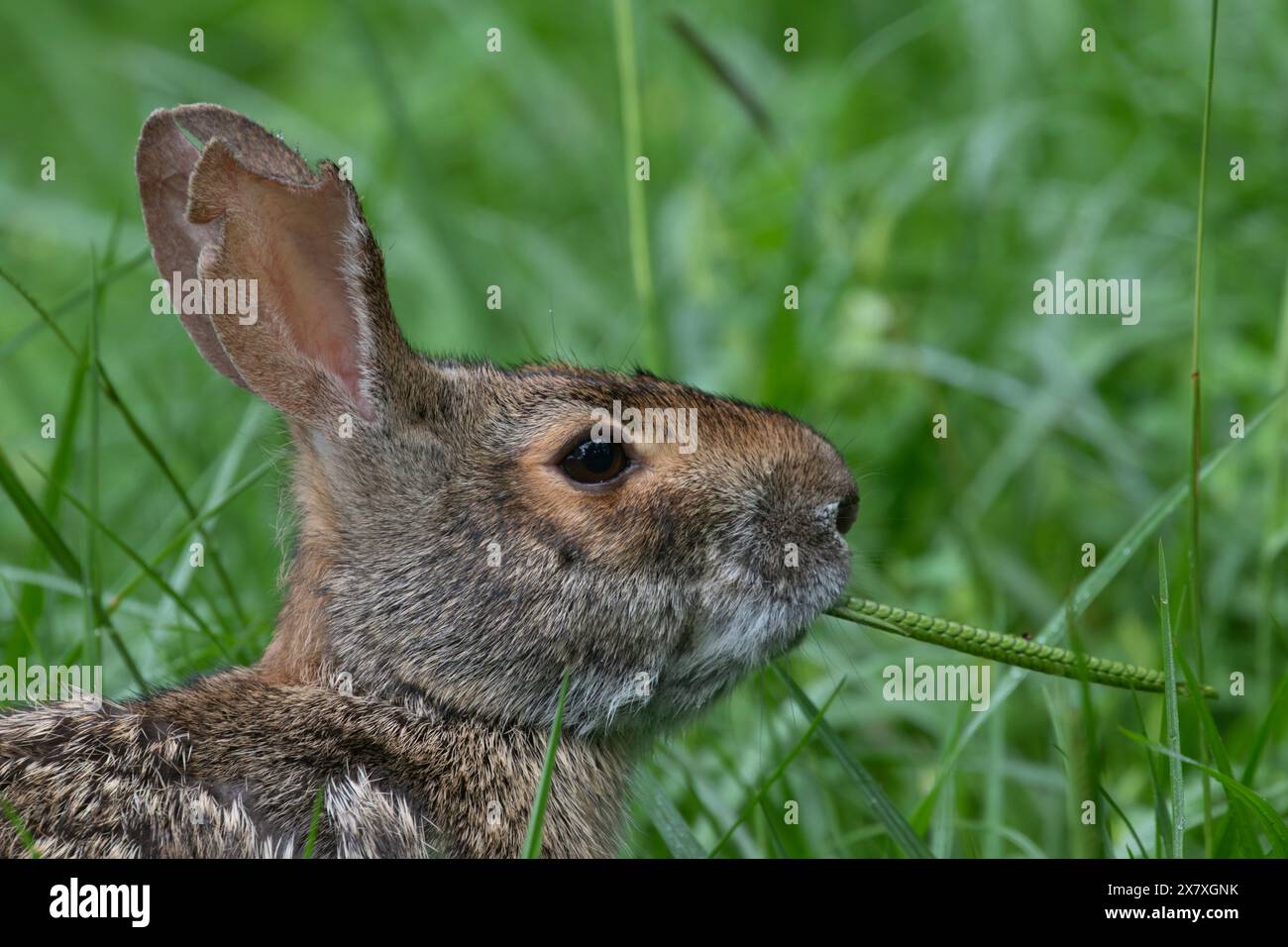 Lapin des marais (Sylvilagus aquaticus) mangeant de l'herbe, parc d'état de Brazos Bend, Needville, Texas, États-Unis. Banque D'Images