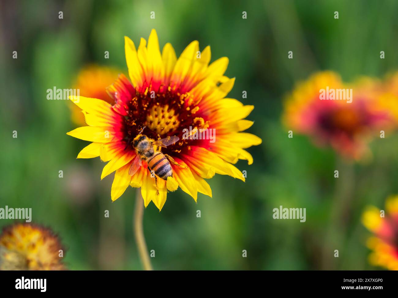 Abeille à miel se nourrissant de fleurs de couverture (Gaillardia aristata), Galveston, Texas, États-Unis Banque D'Images