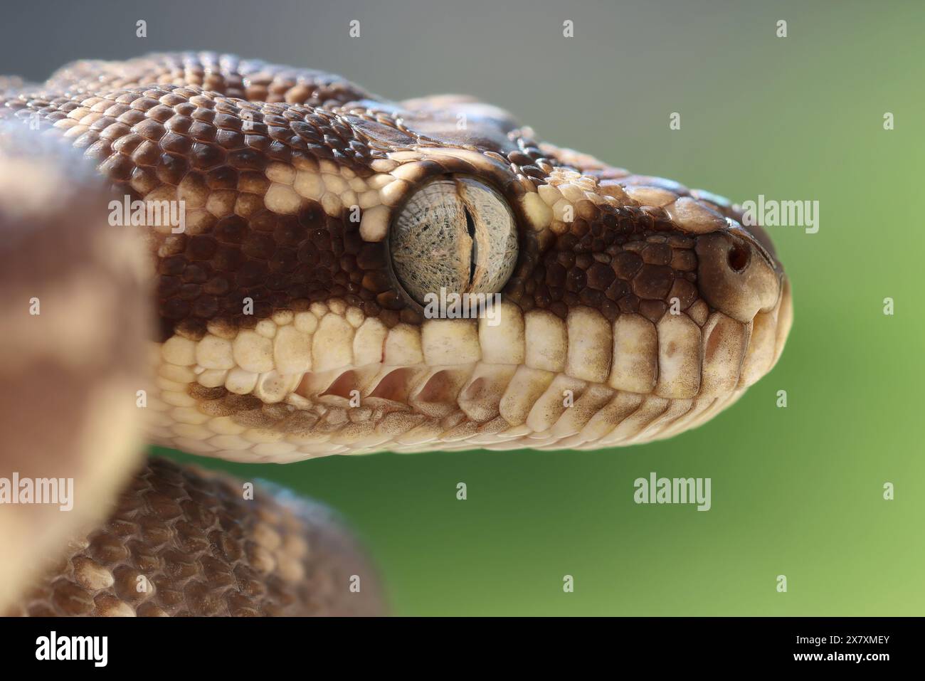 Gros plan sur Python australien à l'échelle brute Banque D'Images