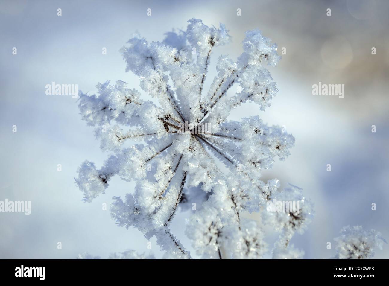 Givre ou gel d'advection sur Anthriscus sylvestris, plante de persil de vache par une journée froide d'hiver. Faible profondeur de champ. Banque D'Images