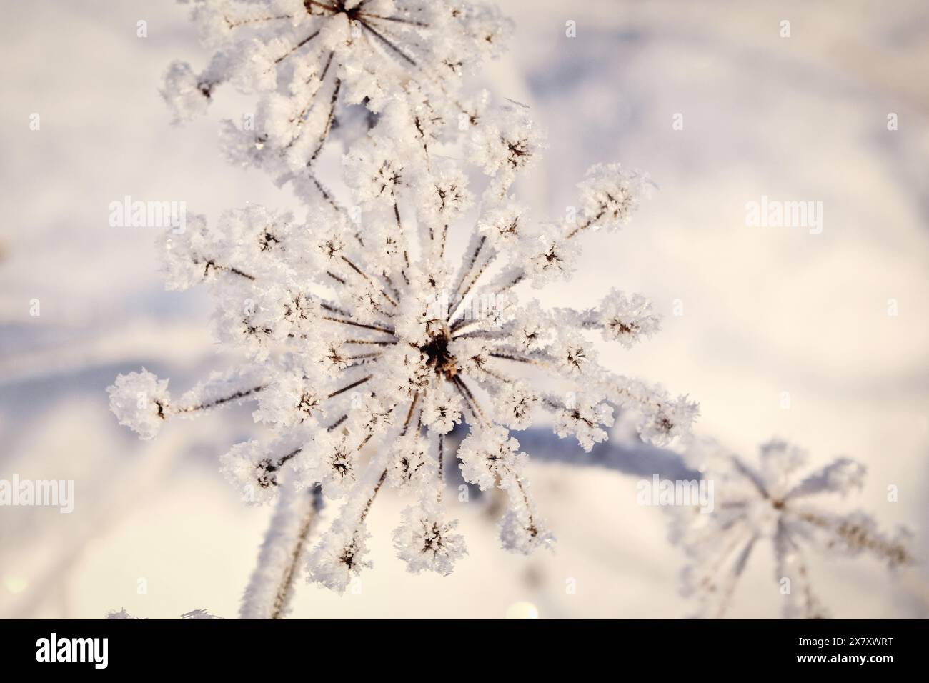 Givre ou gel d'advection sur Anthriscus sylvestris, plante de persil de vache par une journée froide d'hiver. Faible profondeur de champ. Banque D'Images