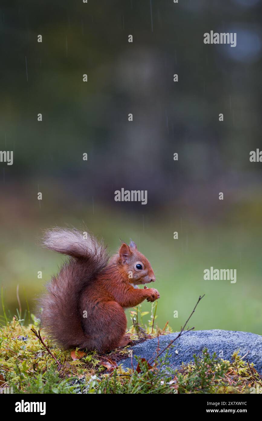 Écureuil rouge [Sciurus vulgaris] mangeant une noix sur un rocher mousselé appâté avec sa queue vers le haut sous la pluie, Perthshire, Écosse, Royaume-Uni Banque D'Images
