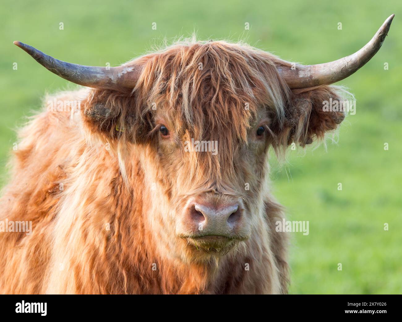 Highland tête de vache sur tête et épaules portrait Banque D'Images