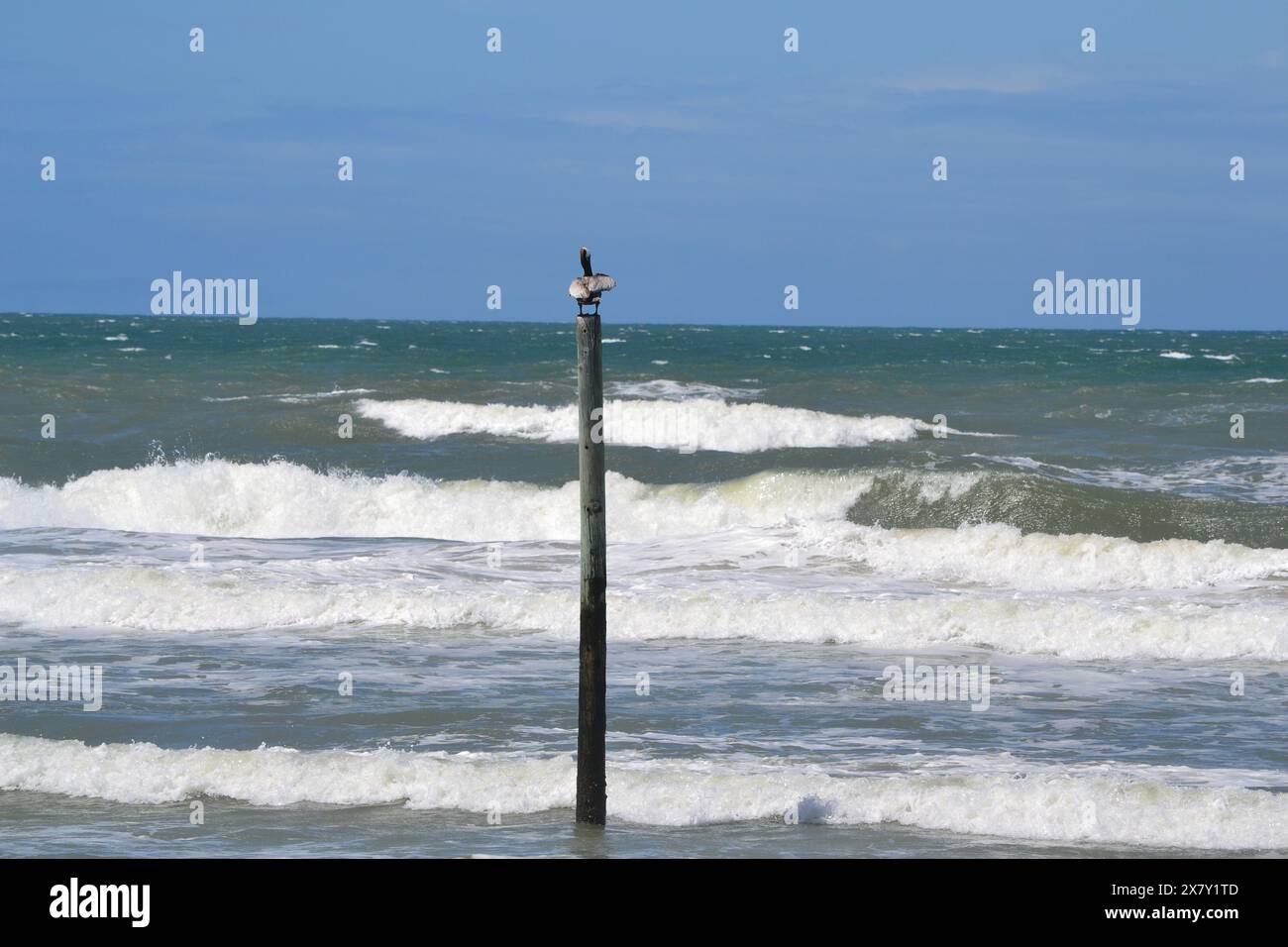 Un pélican brun lutte pour rester au sommet d'un poteau en bois alors que le vent soufflait violemment et que les vagues se sont écrasées en dessous un jour de drapeau rouge à Ponce Inlet, FL. Banque D'Images