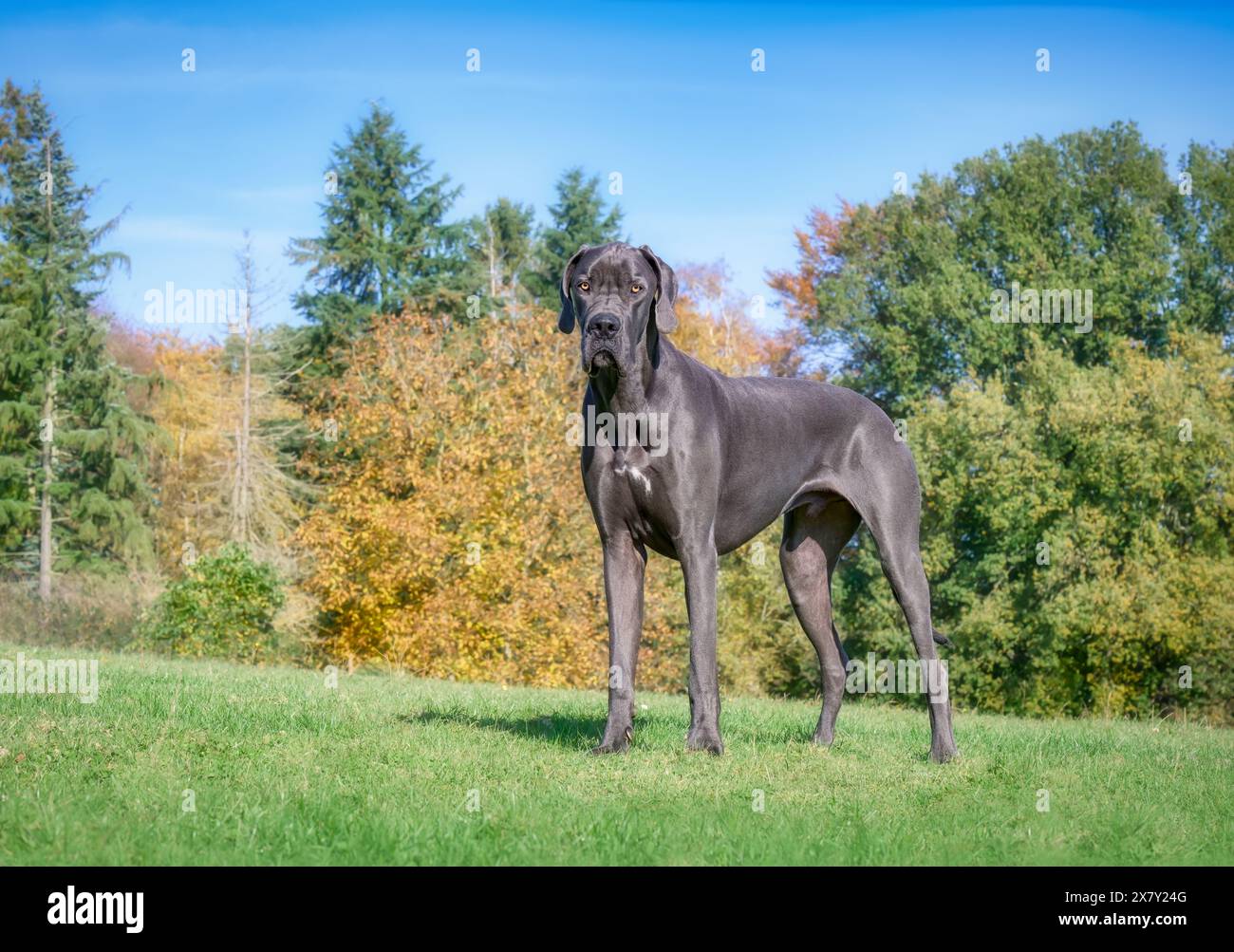 Blue Great Danois, l'une des plus grandes races de chiens, mâle, debout dans une prairie grasse verte avec fond coloré en automne, Allemagne Banque D'Images