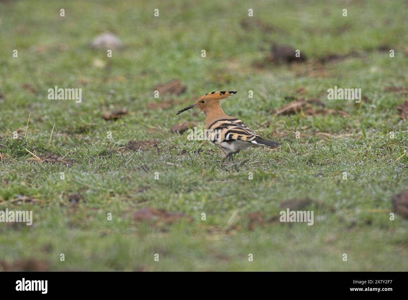 Huppe fasciée Upupa epops nourrir le bétail en champ près de Corte Corse France Banque D'Images