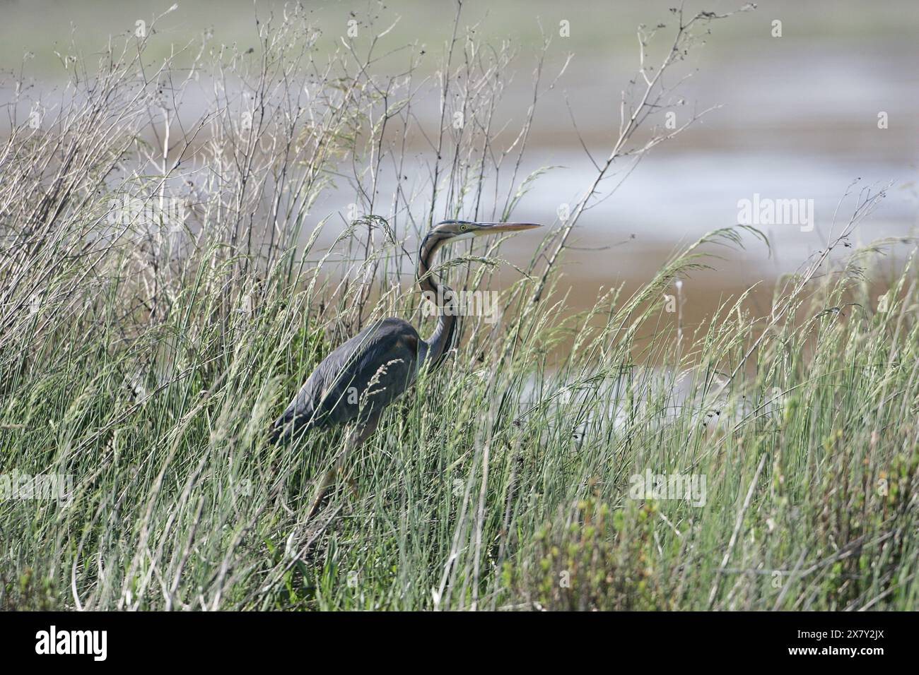 Héron pourpré Ardea purpurea parmi la végétation Italie Banque D'Images