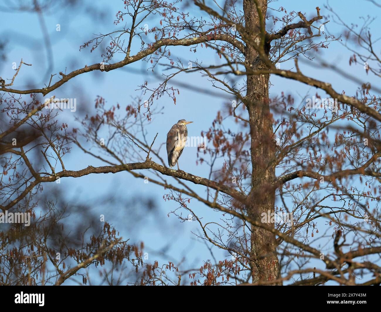 Héron gris Ardea cinerea perché à Alder Alnus glutinosa, Wootton Coppice Inclosure, New Forest National Park, Hampshire, Angleterre, Royaume-Uni, mars 2021 Banque D'Images