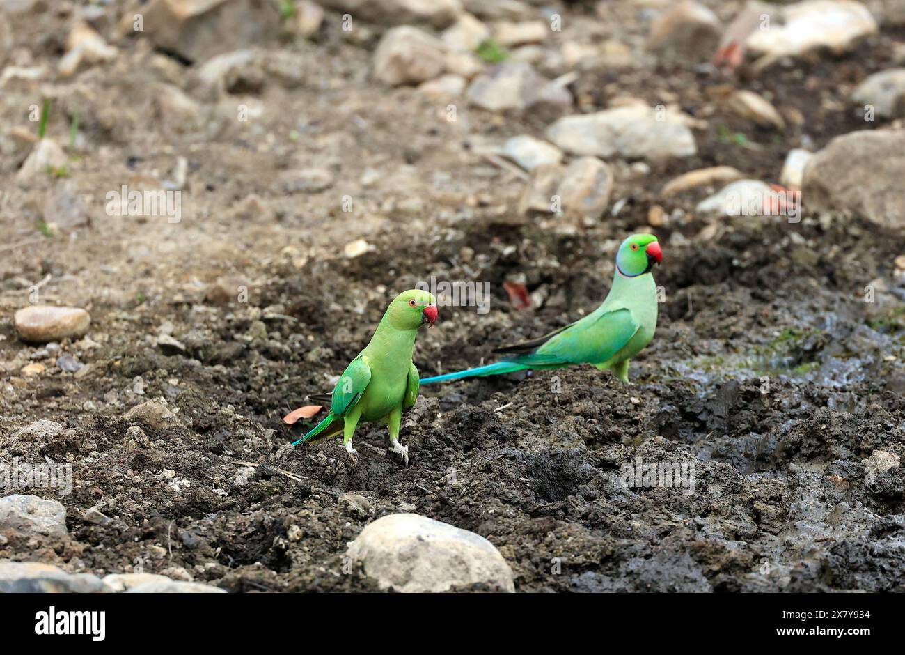 La faune étonnante du parc national de Ranthambore en Inde Banque D'Images