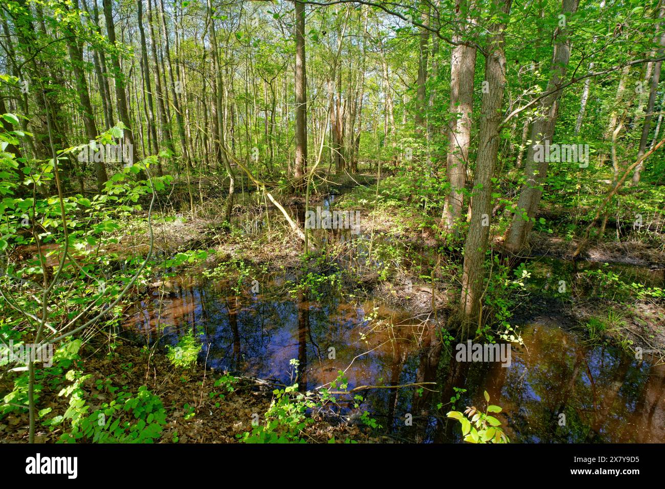 Les arbres poussent dans l'eau dans la forêt alluviale de Kirchwerder Mühlendamm, un ancien sanctuaire d'oiseaux dans la réserve naturelle de Zollenspieker. Kirchwerder, Hamb Banque D'Images