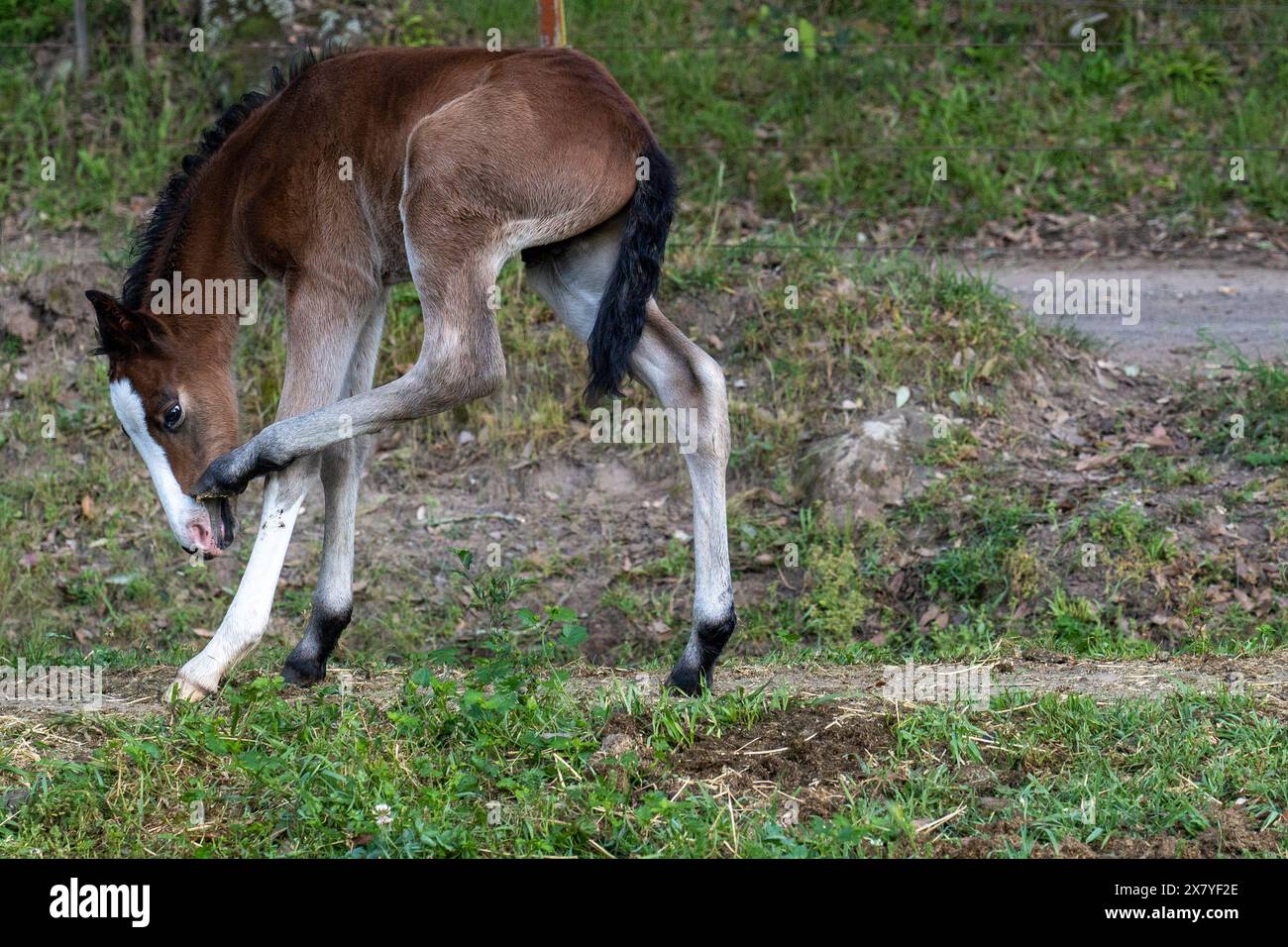 Bébé poulain à la ferme léchant sa jambe qui n'a que 6 jours Banque D'Images