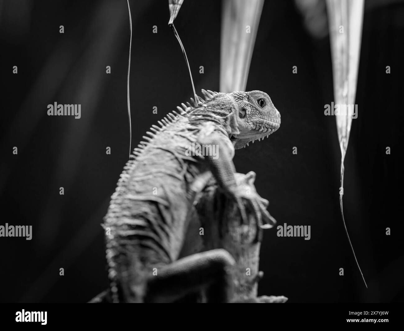 Un iguane antillais petit reposant sur une branche dans un zoo, Autriche noire et blanche Banque D'Images