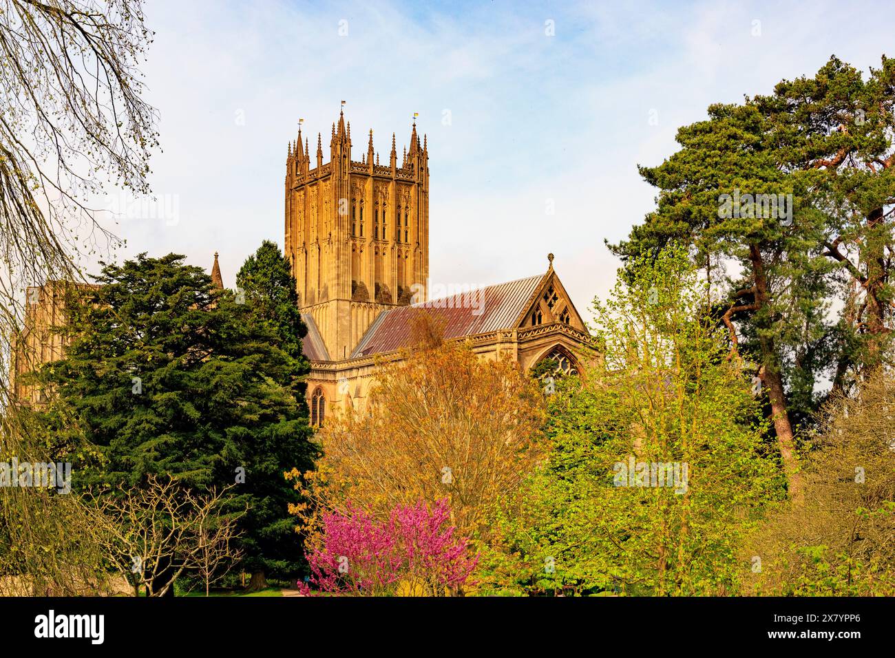 Un arbre de Judas coloré (Cercis siliquastrum) dans le parc du palais épiscopal avec l'imposante cathédrale au-delà, Wells, Somerset, Angleterre, Royaume-Uni Banque D'Images