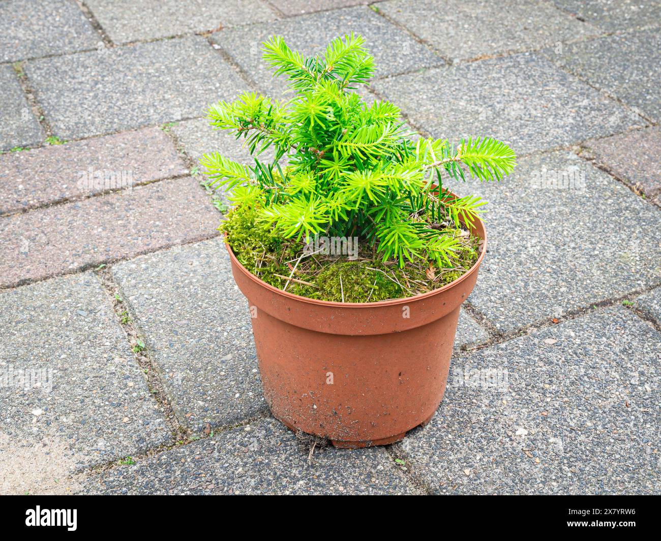 Semis d'un sapin argenté coréen (Abies koreana) dans un pot Banque D'Images