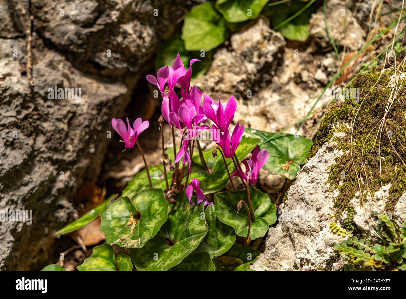 Alpenveilchen Alpenveilchen in der Schlucht Velika Paklenica im Nationalpark Paklenica, Kroatien, Europa Cyclamen au canyon Velika Paklenica, Pakl Banque D'Images