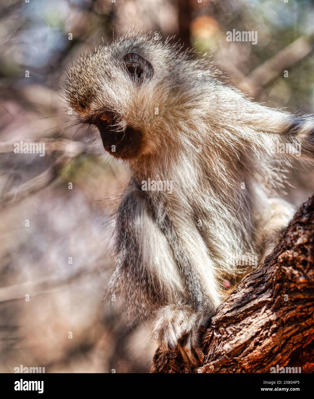 singe vervet se cachant devant un arbre au coucher du soleil dans la brousse, vue de profil Banque D'Images singe vervet se cachant devant un arbre au coucher du soleil dans la brousse, vue de profil Banque D'Images