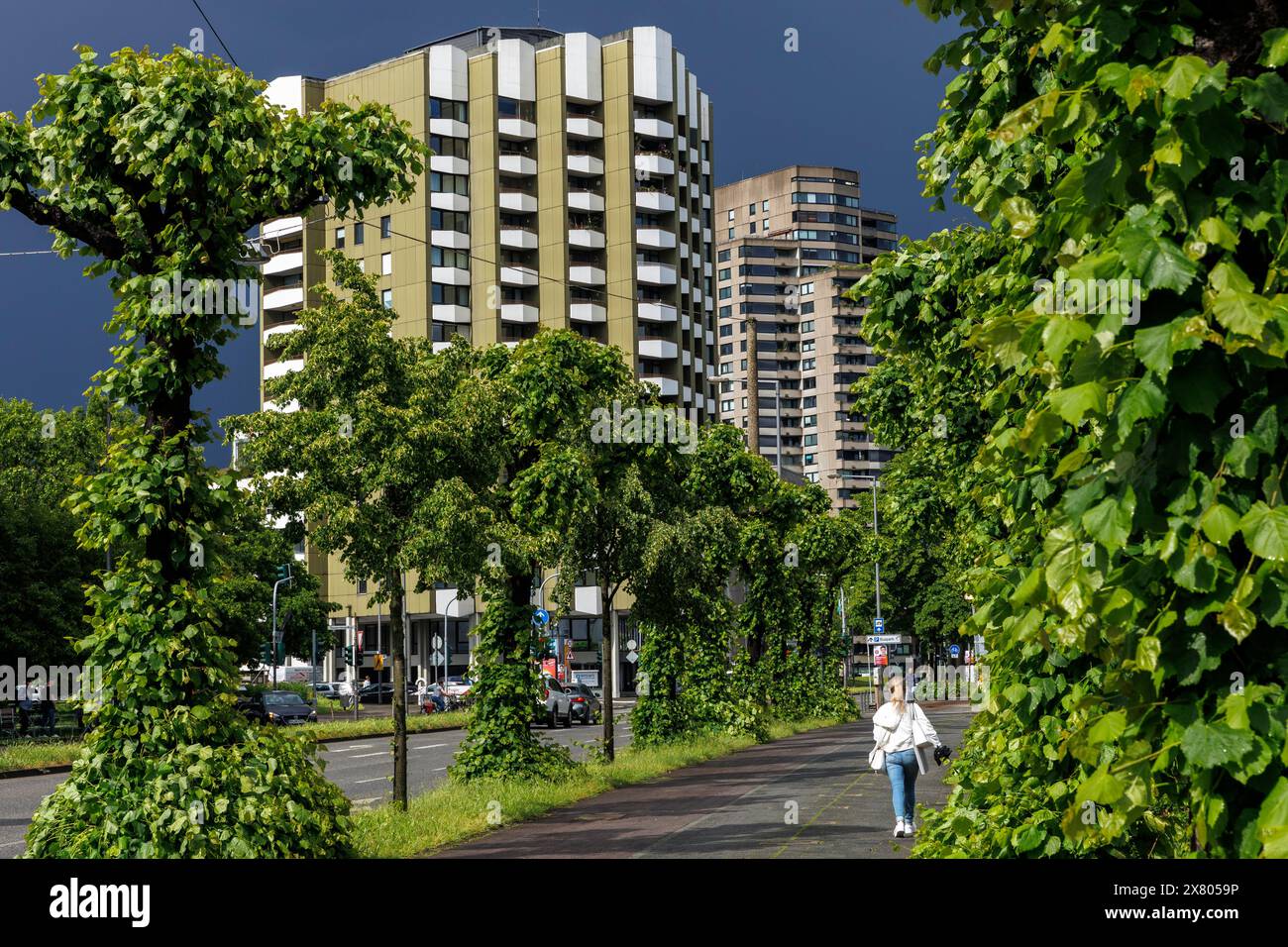 Tilleuls pollard sur la rue Konrad-Adenauer-Ufer sur le Rhin, Cologne, Allemagne. Kopflinden am Konrad-Adenauer-Ufer am Rhein, Koeln, Deut Banque D'Images Tilleuls pollard sur la rue Konrad-Adenauer-Ufer sur le Rhin, Cologne, Allemagne. Kopflinden am Konrad-Adenauer-Ufer am Rhein, Koeln, Deut Banque D'Images