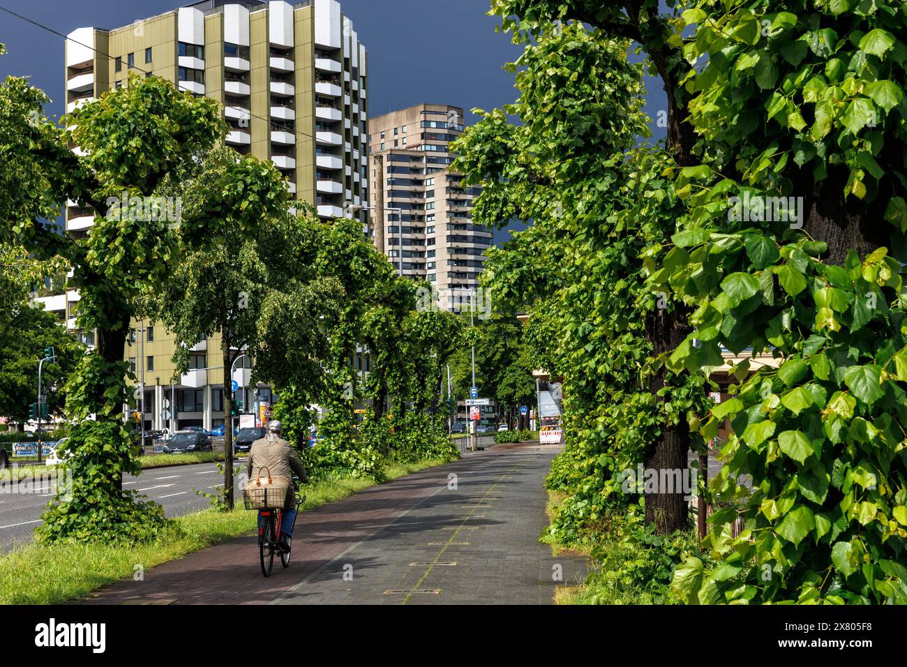 Tilleuls pollard sur la rue Konrad-Adenauer-Ufer sur le Rhin, Cologne, Allemagne. Kopflinden am Konrad-Adenauer-Ufer am Rhein, Koeln, Deut Banque D'Images Tilleuls pollard sur la rue Konrad-Adenauer-Ufer sur le Rhin, Cologne, Allemagne. Kopflinden am Konrad-Adenauer-Ufer am Rhein, Koeln, Deut Banque D'Images