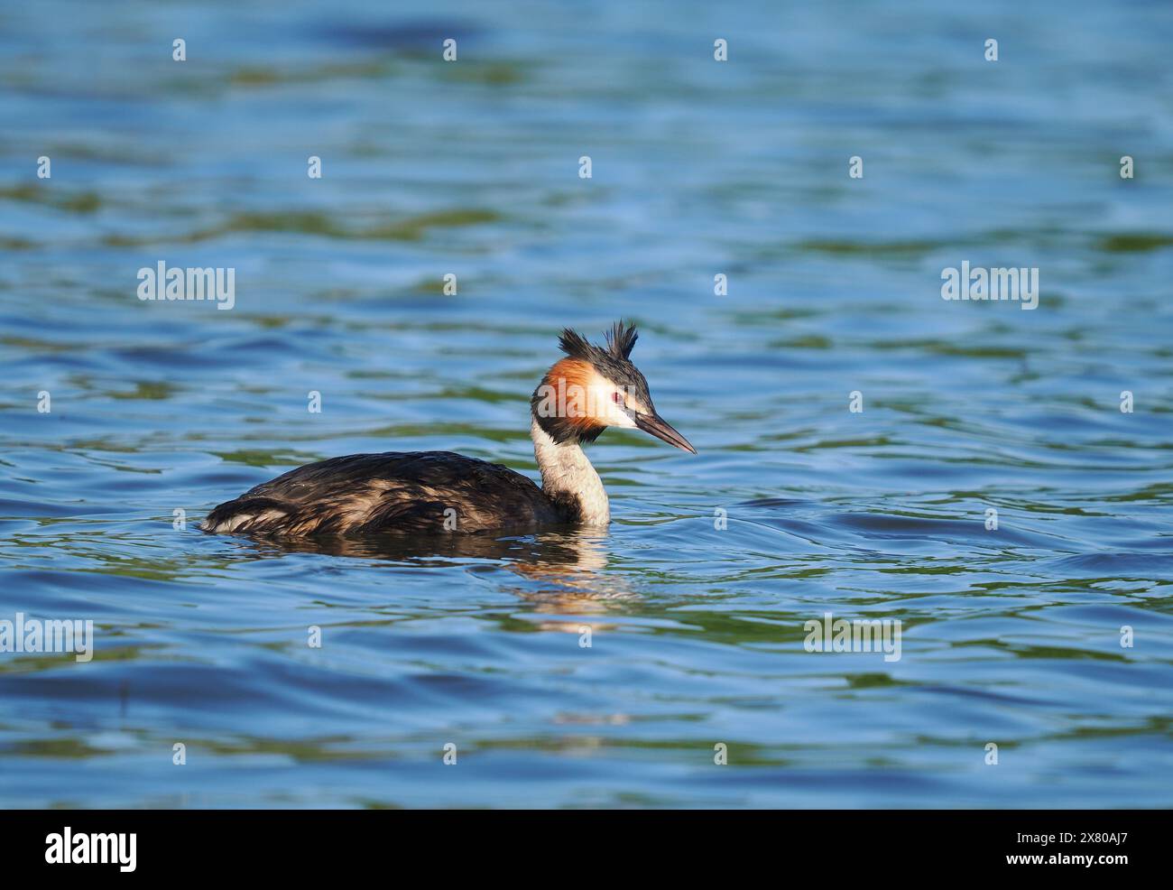 De grands grebe à crête s'associent et défendent les zones d'eau comme «leur territoire» dans lequel se reproduire. Banque D'Images