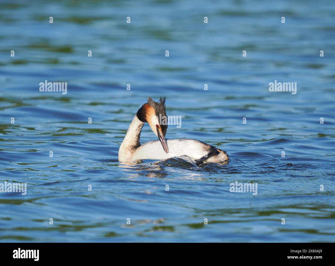 De grands grebe à crête s'associent et défendent les zones d'eau comme «leur territoire» dans lequel se reproduire. Banque D'Images