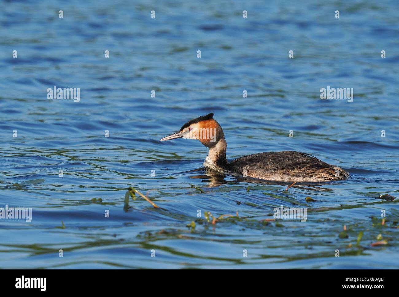 De grands grebe à crête s'associent et défendent les zones d'eau comme «leur territoire» dans lequel se reproduire. Banque D'Images