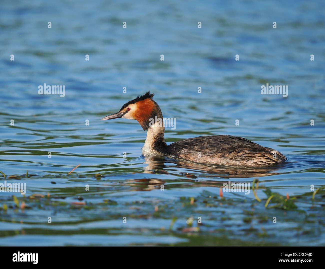 De grands grebe à crête s'associent et défendent les zones d'eau comme «leur territoire» dans lequel se reproduire. Banque D'Images