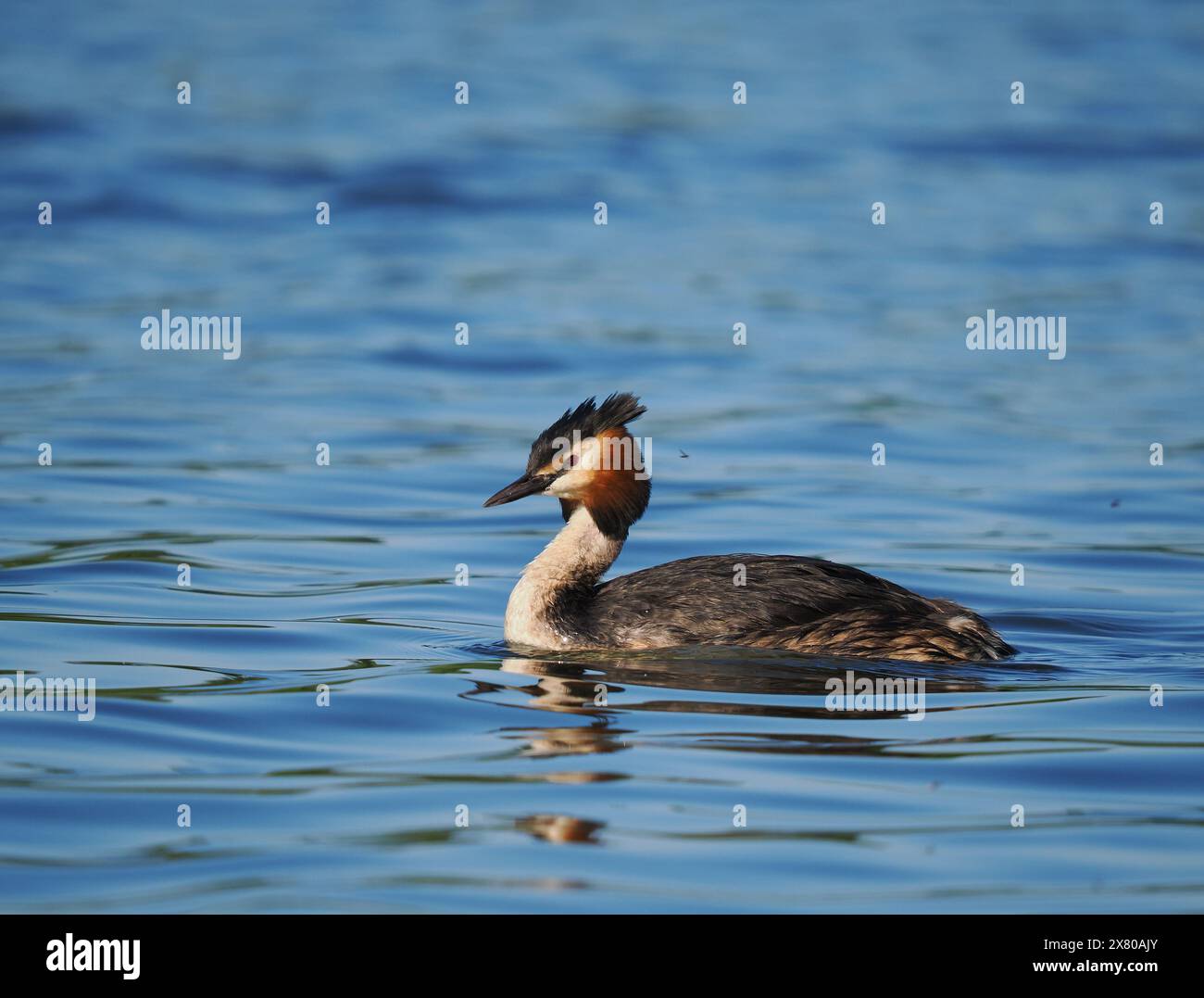 De grands grebe à crête s'associent et défendent les zones d'eau comme «leur territoire» dans lequel se reproduire. Banque D'Images