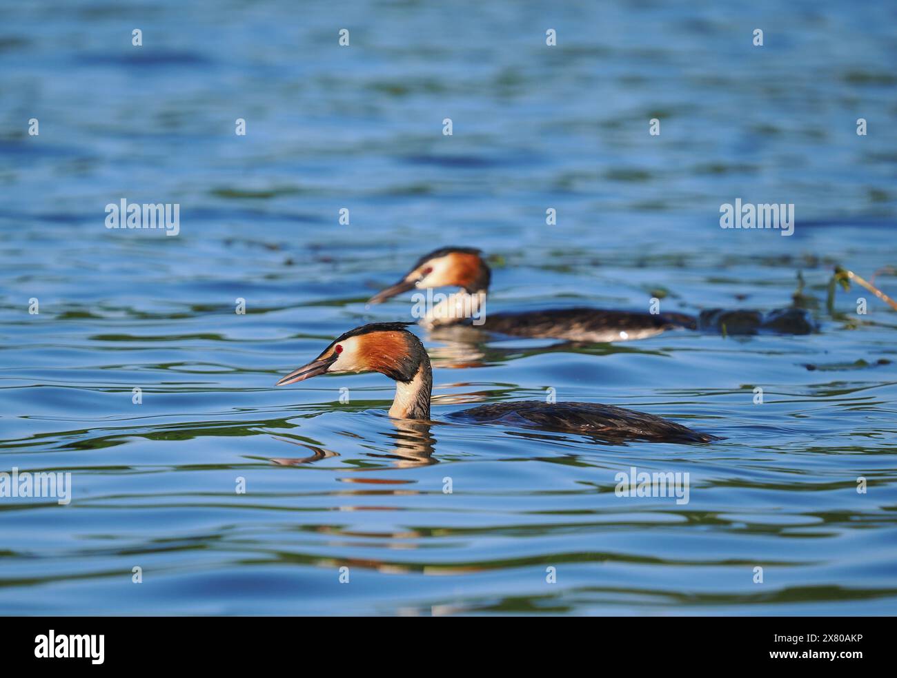 De grands grebe à crête s'associent et défendent les zones d'eau comme «leur territoire» dans lequel se reproduire. Banque D'Images