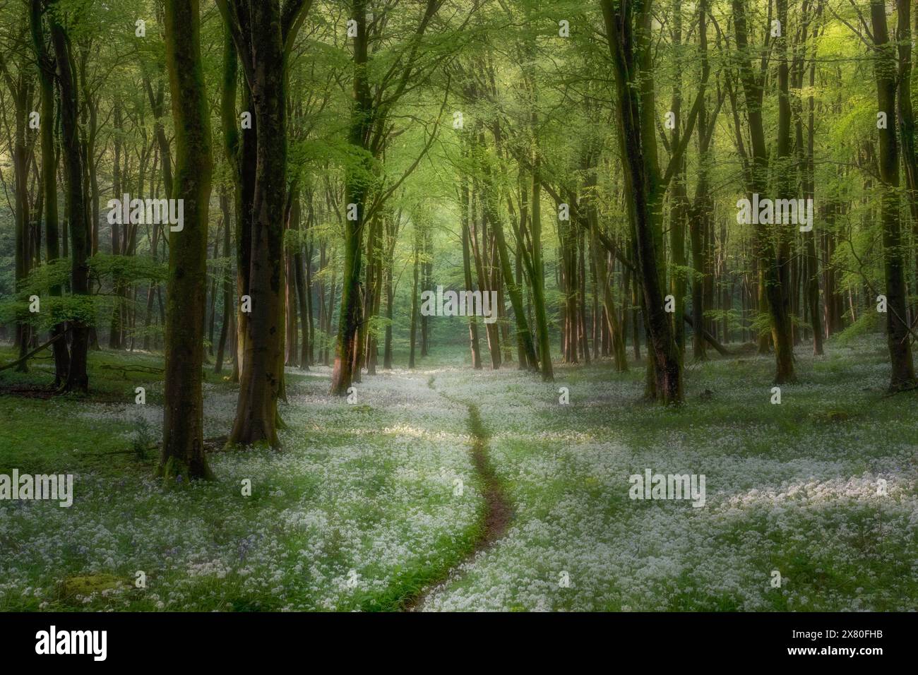 Le soleil tôt le matin commence à pénétrer à travers les bois de Wildham et illumine les fleurs d'ail sauvages dans le parc national de South Downs. Banque D'Images