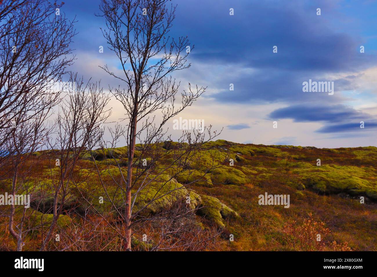 Paysages dans le parc national de Thingvellir en Islande. Lacs et végétation. Mid-Atlantic Ridge. Banque D'Images
