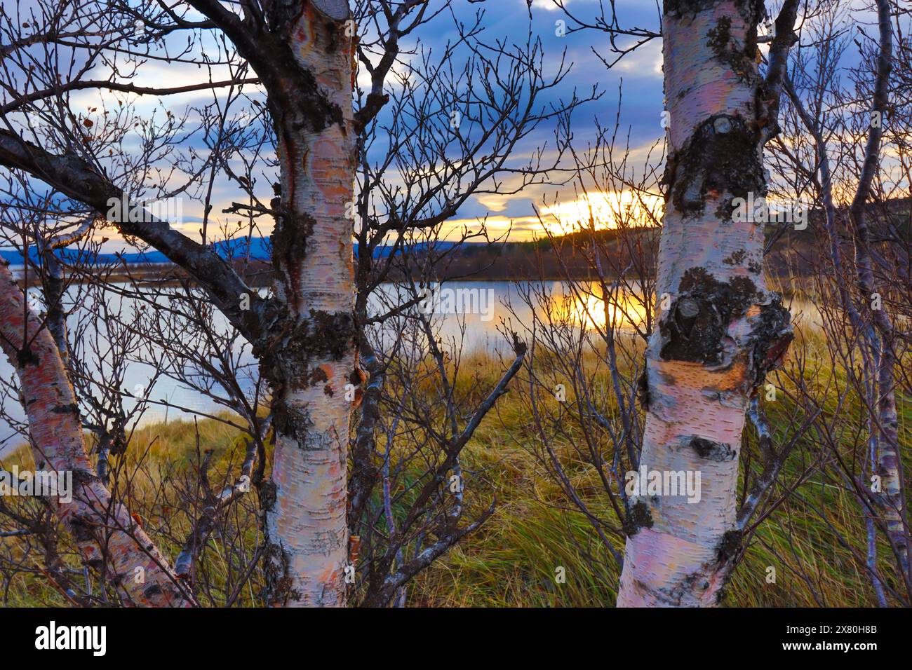 Troncs d'arbres dans le parc national de Thingvellir en Islande. Mid-Atlantic Ridge. Banque D'Images